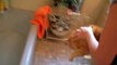 Official Video  Cat Bath Freak Out -Tigger the cat says  NO!  to bath