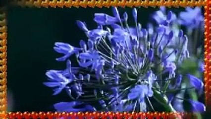 Miguel Resto Tu Alumbras Mi Ser {You light Up My Life} YouTube - YouTube