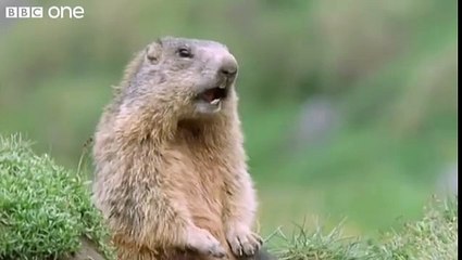 Funny Talking Animals - Walk On The Wild Side Preview - BBC One
