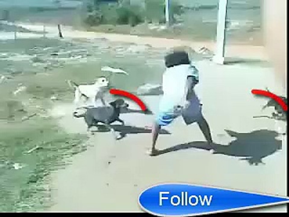5 Dog Fight With Man