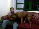 18 شاهد مداعب كلب الهرم ماكس مع صديقه قبل مقتله