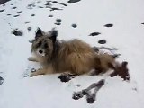 cucciolo e la neve