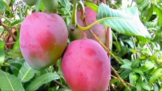 Fruits Of Bangladesh Mango