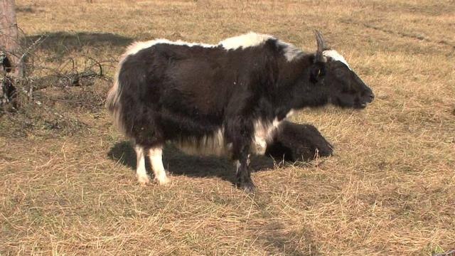 Man on Sleeping Pills Buys Live Yak