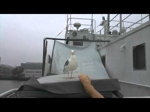 Seagull Fails to Catch Chip From Generous Stranger