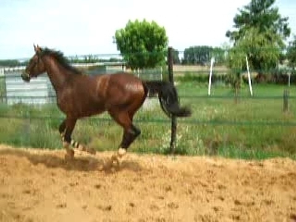 saut en liberté d'un droit le 19.06.07