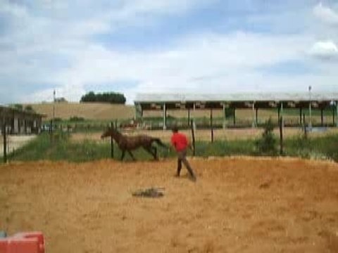 Oxer saut en liberté ramsès mon gosse