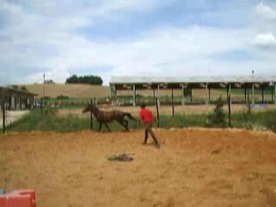 Oxer saut en liberté ramsès mon gosse
