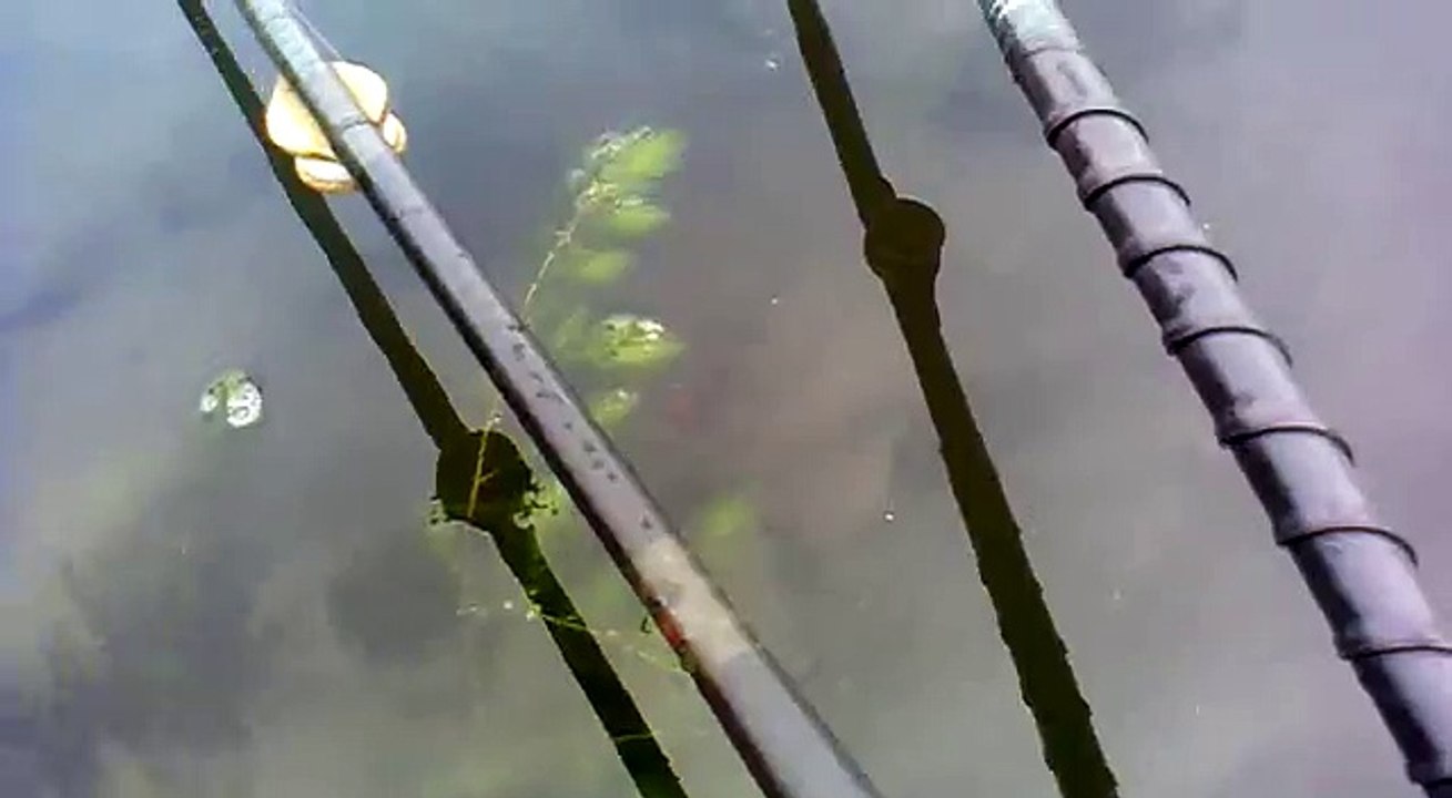 mancing mujair rawapening