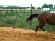 Ramsès : cheval en liberté à 2 ans