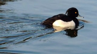Tufted Duck - Reiherente - Aythya ferina swimming and diving