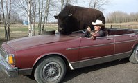 Il promène son énorme bison de compagnie... dans sa voiture !