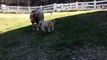 1 Day Old Baby Goat Leaps Through First Walk!