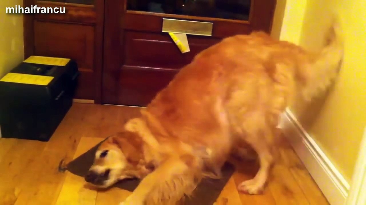 Most Funny Dogs Reacting To Lemons Compilation 2014 [NEW]