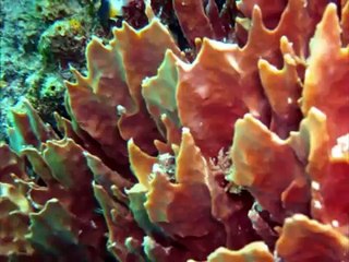 Freediving Aguadilla
