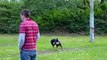 Protection Dog Sales Training GSDs in Schutzhund Style Obedience