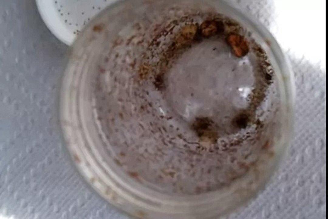 Baby Ticks after the hatch