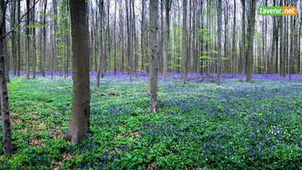 L'Avenir - Hallerbos, le bois des jacinthes