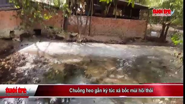 Chuồng heo gần Kí túc xá bốc mùi hôi thối