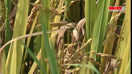 Quảng Ngãi- Nhiều vùng mất mùa lúa