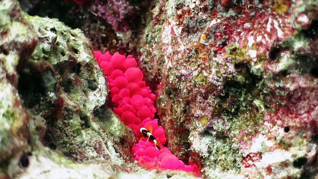 WHITE MANTA 1 2015-16