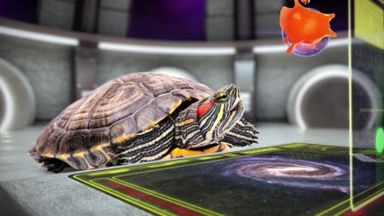 Teenage Mutant Ninja Turtles : les Tortues Ninja | ARCHIE DANS L'ESPACE : EPISODE 4 | NICKELODEON