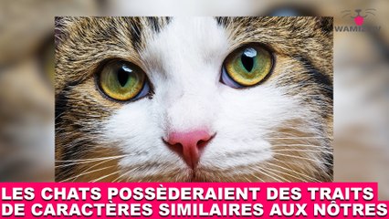 Les chats possèderaient des traits de caractères similaires aux nôtres ! Plus d'infos dans la minute chat #191