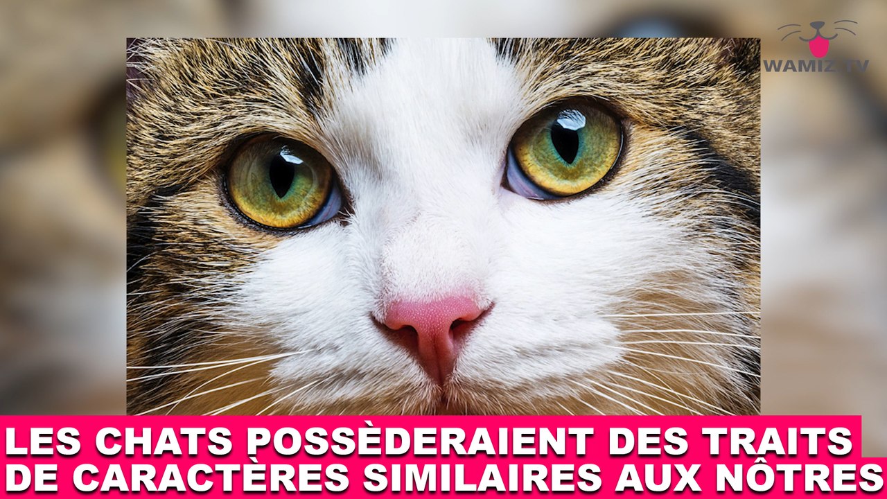 Les chats possèderaient des traits de caractères similaires aux nôtres ! Plus d'infos dans la minute chat #191