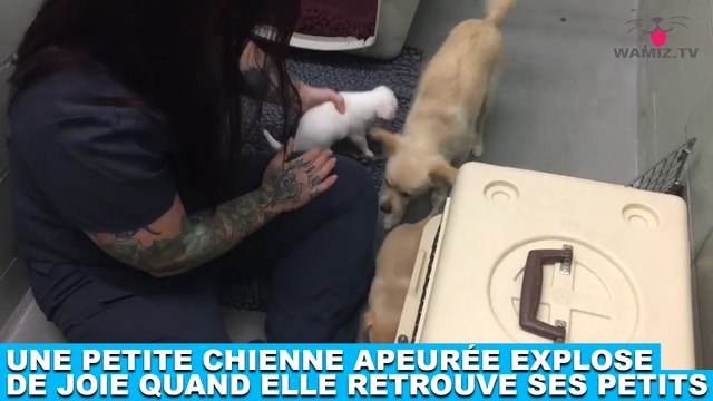 Une petite chienne apeurée explose de joie quand elle retrouve ses petits ! Tout de suite dans la minute chien #192