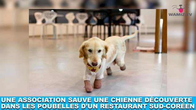 Une association sauve une chienne découverte dans les poubelles d'un restaurant sud-coréen! L'histoire dans la minute chien #193
