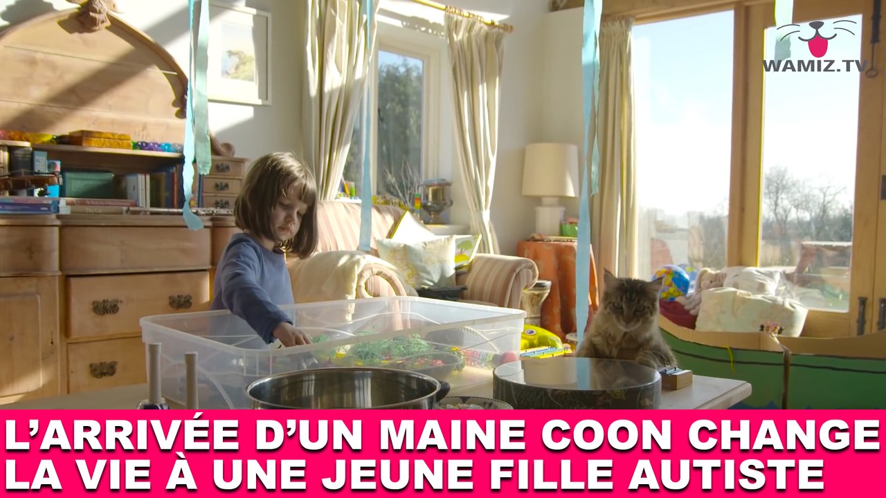 L'arrivée d'un Maine Coon change la vie à une jeune fille autiste ! Tout de suite dans la minute chat #190