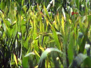 Edirne'de buğday ekili araziler virüs tehdidi altında