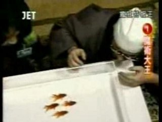 pesci rossi addestrati??