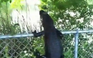 The Gators Have Mastered Fence Climbing, We're Doomed