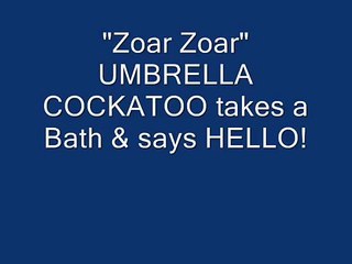 UMBRELLA COCKATOO takes a Bath & Says HELLO!