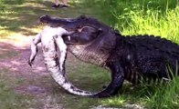 It's A Gator Eat Gator World! Badass Alligator Eats Well After Vanquishing Foe