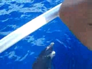 Pêche au gros dimanche matin (58)