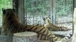 Travel Alberta-Calgary zoo-tiger cubs-Canon powershot sx40hs 1080p
