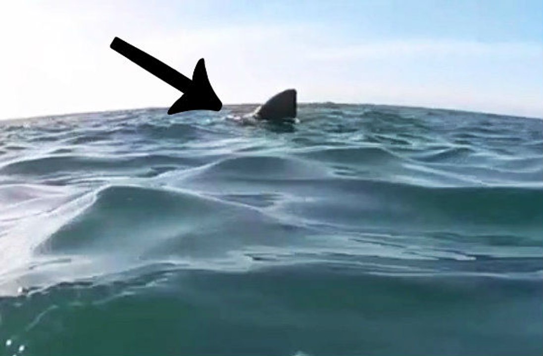 Awesome Close Encounter In A Kayak With A Basking Shark
