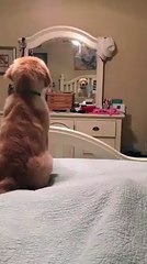 Así reaccionó este perro al verse en el espejo