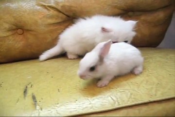 White kitten Vs White bunny ! (Very Funny video!)