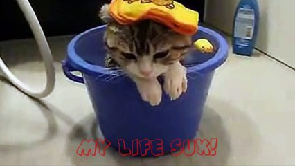 Epic cat videos! Cute, funny and scary kitten all in one!