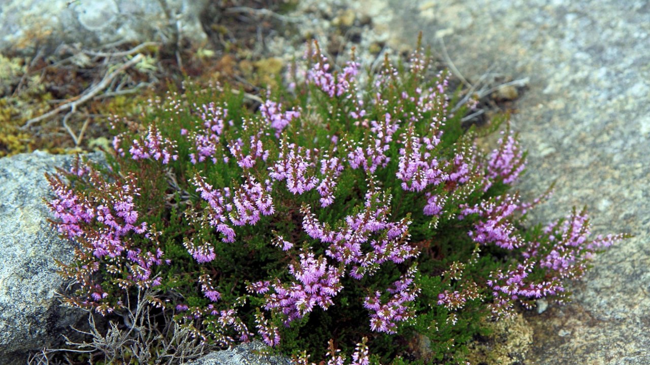 Norweskie Pejzaże