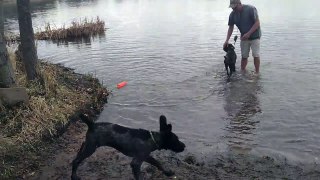 Fritz goes in the water!