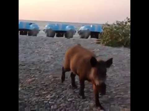 şehre inen yaban domuzları aydın kuşdası davutlar milli parkı