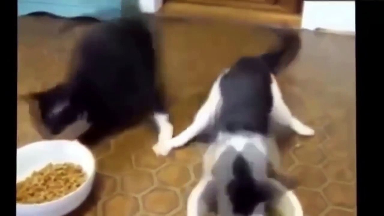 Funny Cat Fails Try not to Laugh 2016 - Best Funny Cats videos compilation try not to laugh 2016