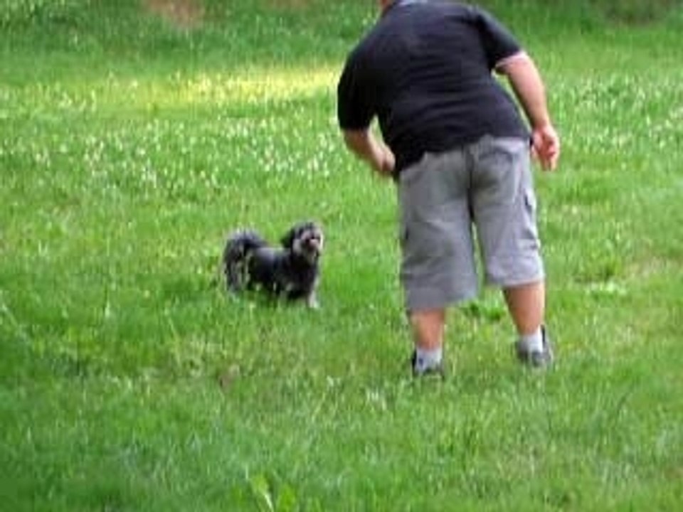 Amqui pommes de pin 3