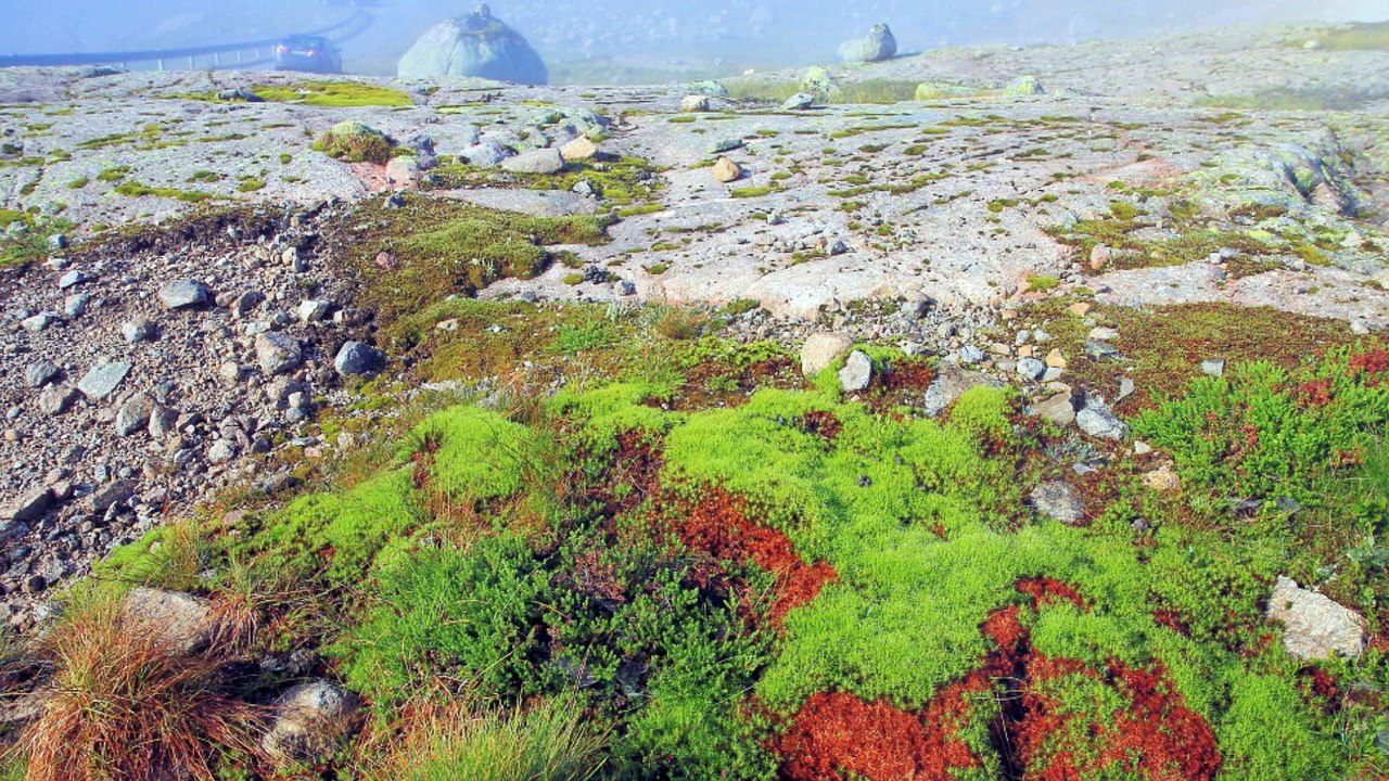 LANGVATN  (Norwegia)