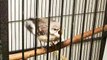 Northern Mockingbird Fledgling-Wildbird Rehab, Overland, Mo.
