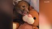 Rescued Fox Cub Loves Snuggling with Stuffed Bunny Toy